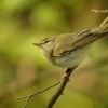 Budnicek lesni - Phylloscopus sibilatrix - Wood Warbler 8636